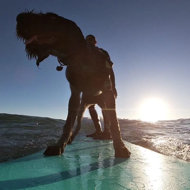 Ventura Surf Lessons Ventura Surf Lessons