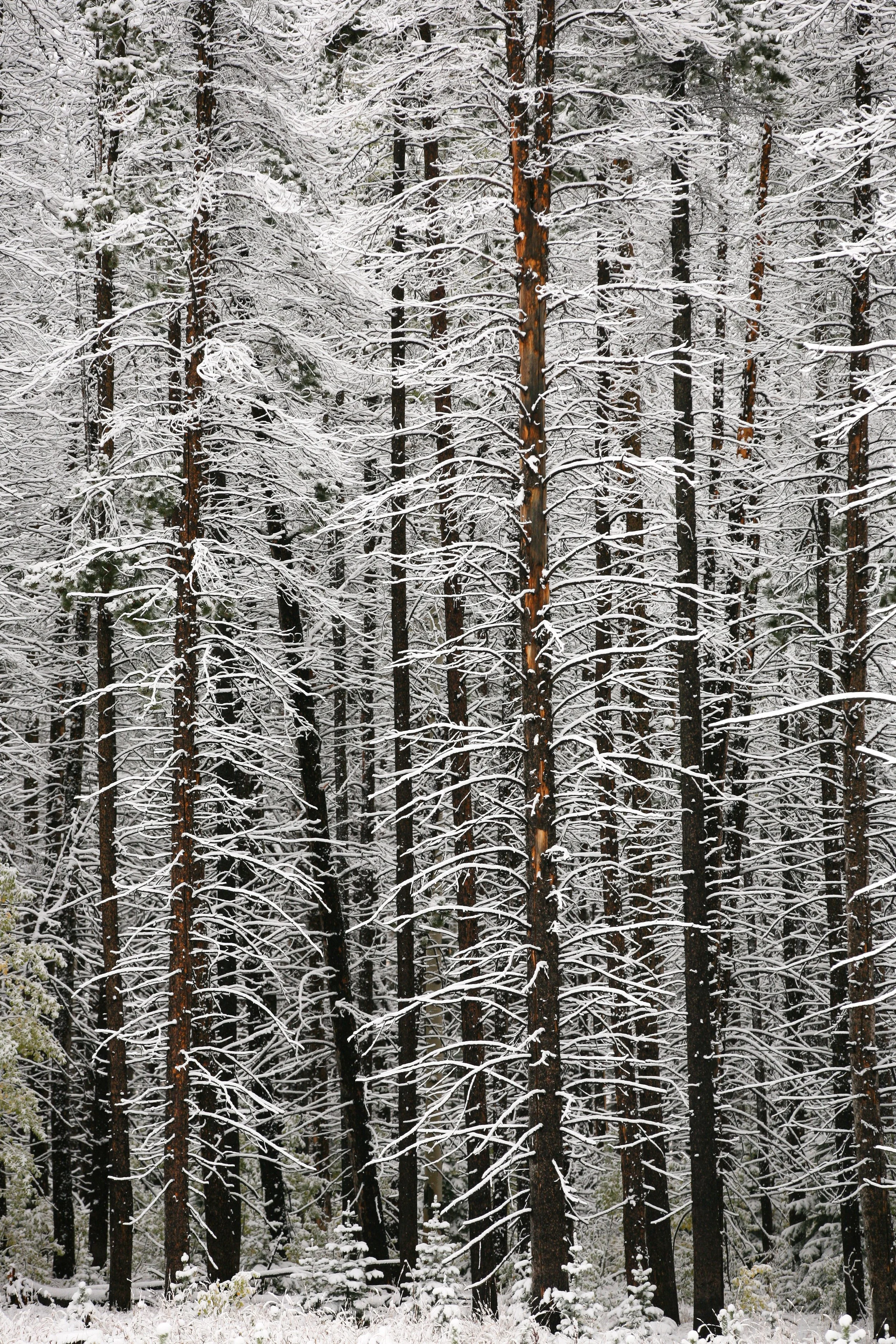Saratoga Snow.jpg
