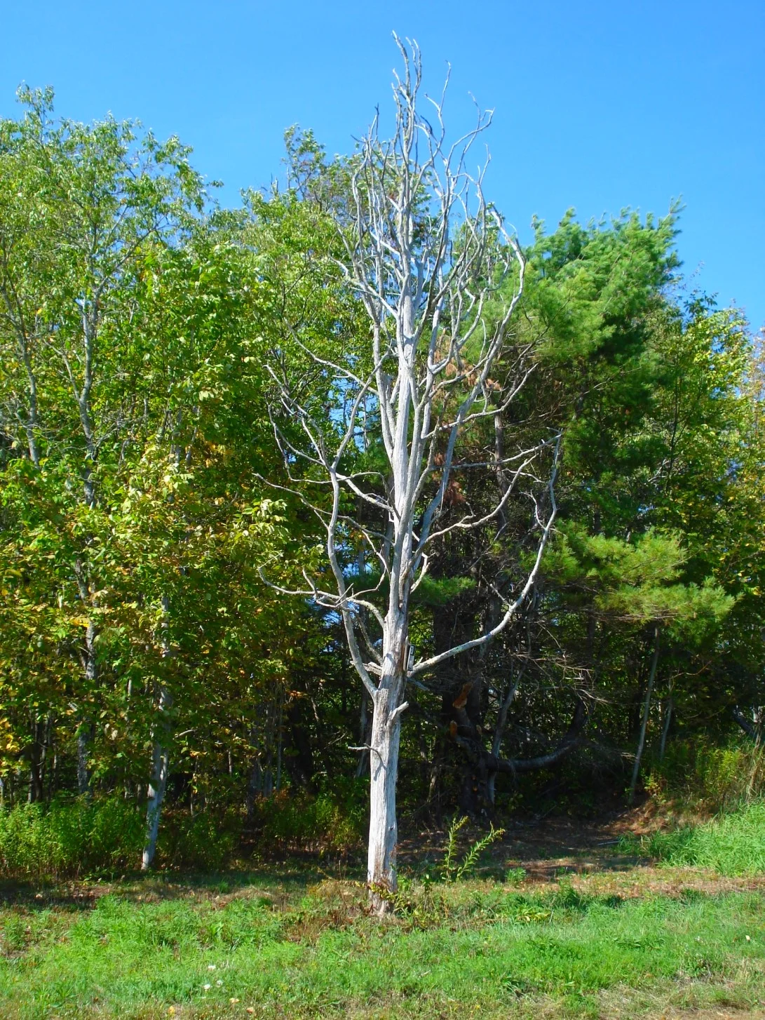 White Tree 1091x1454.JPG