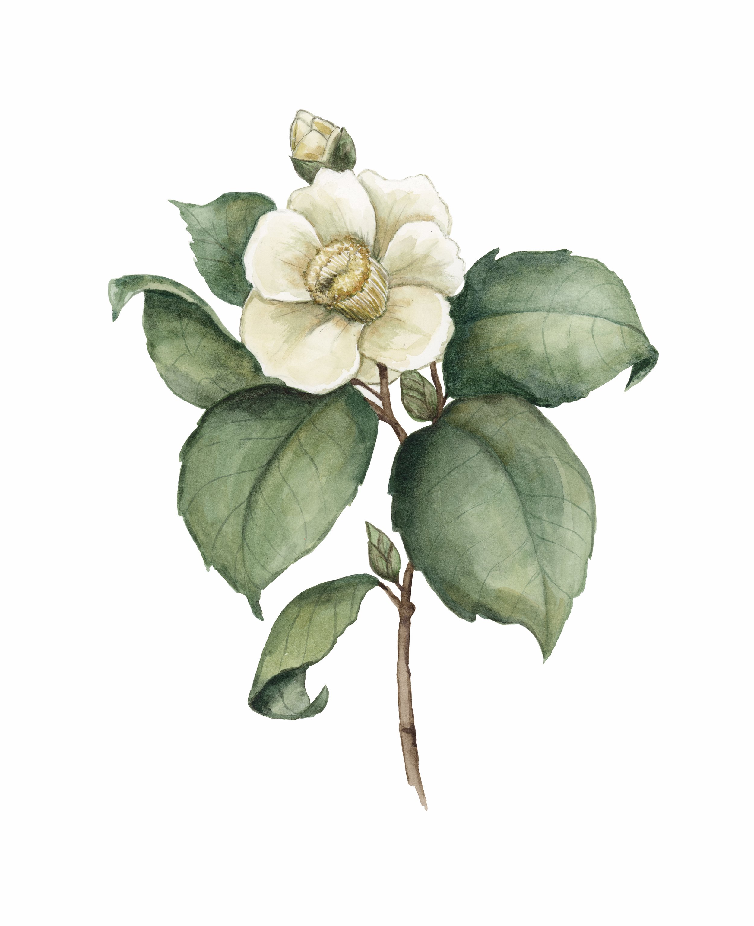 white camelia.jpg