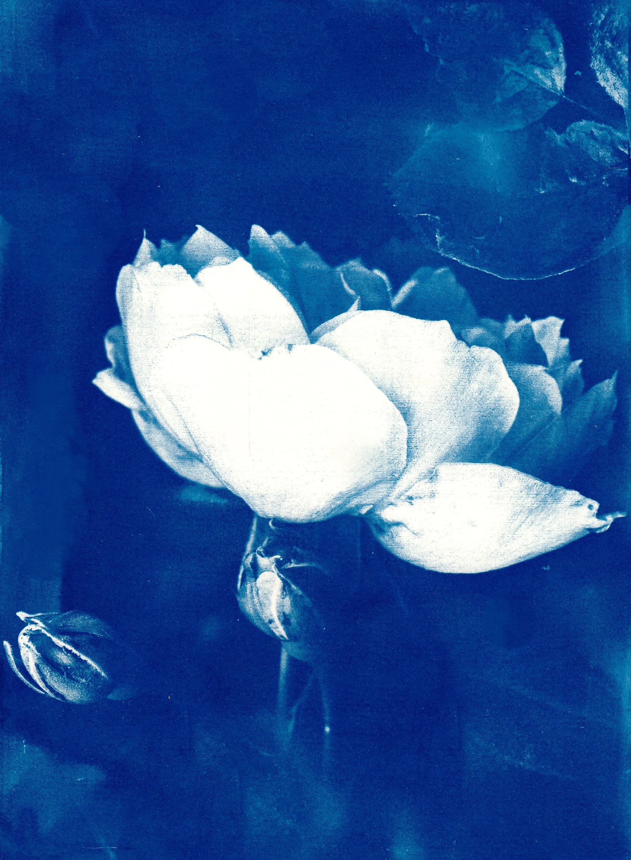 scan12.jpg