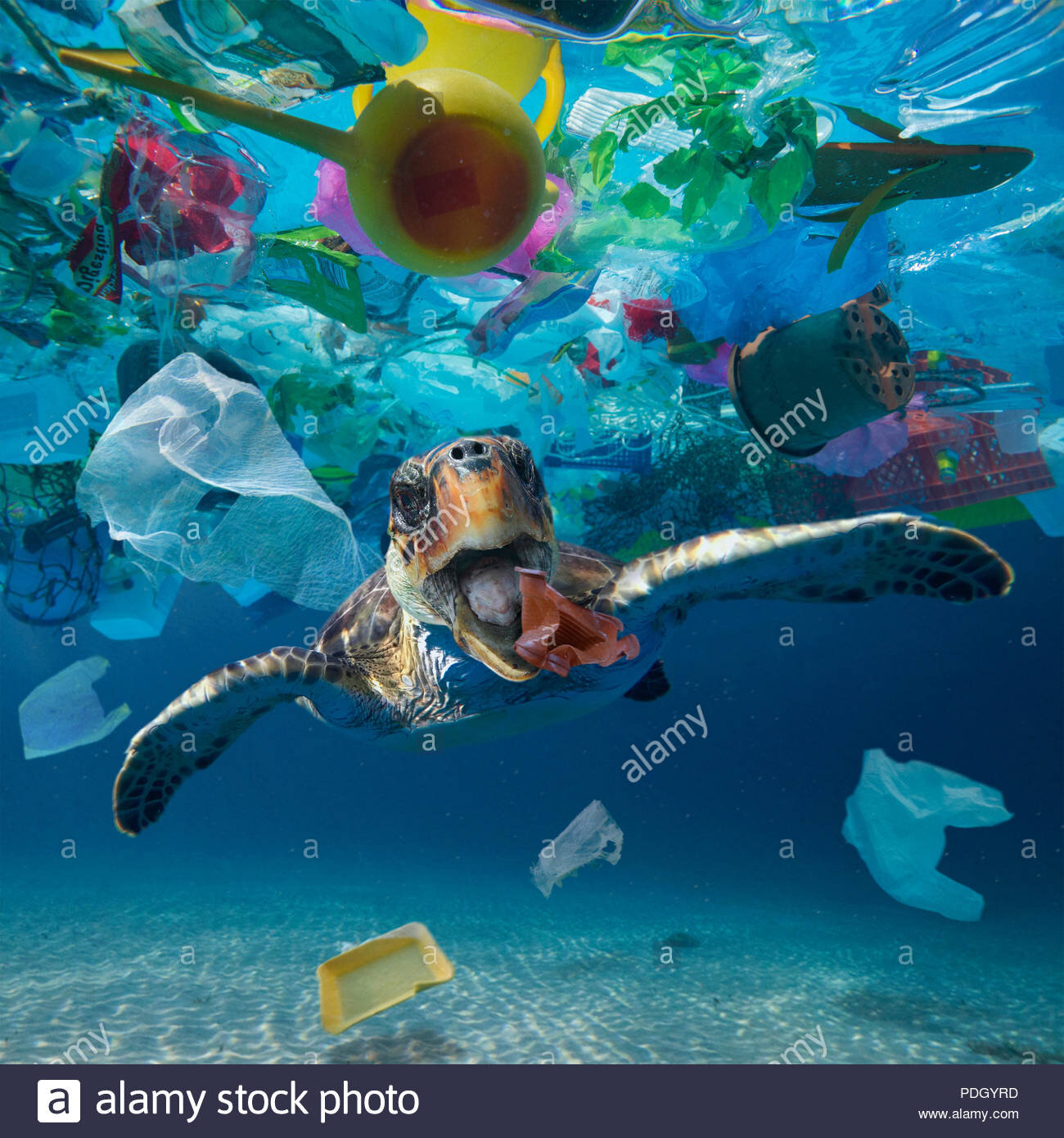 turtle-eating-a-plastic-cup-drifting-in-the-middle-of-a-huge-garbage-patch-floating-in-the-ocean-the-animals-ingest-these-pieces-of-plastic-thought-PDGYRD.jpg
