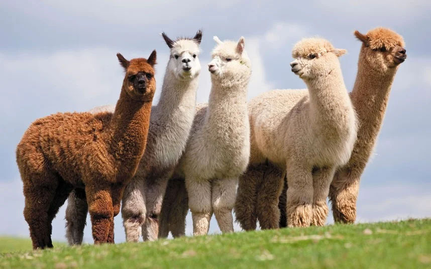 requests-alpaca_2441680k.jpg
