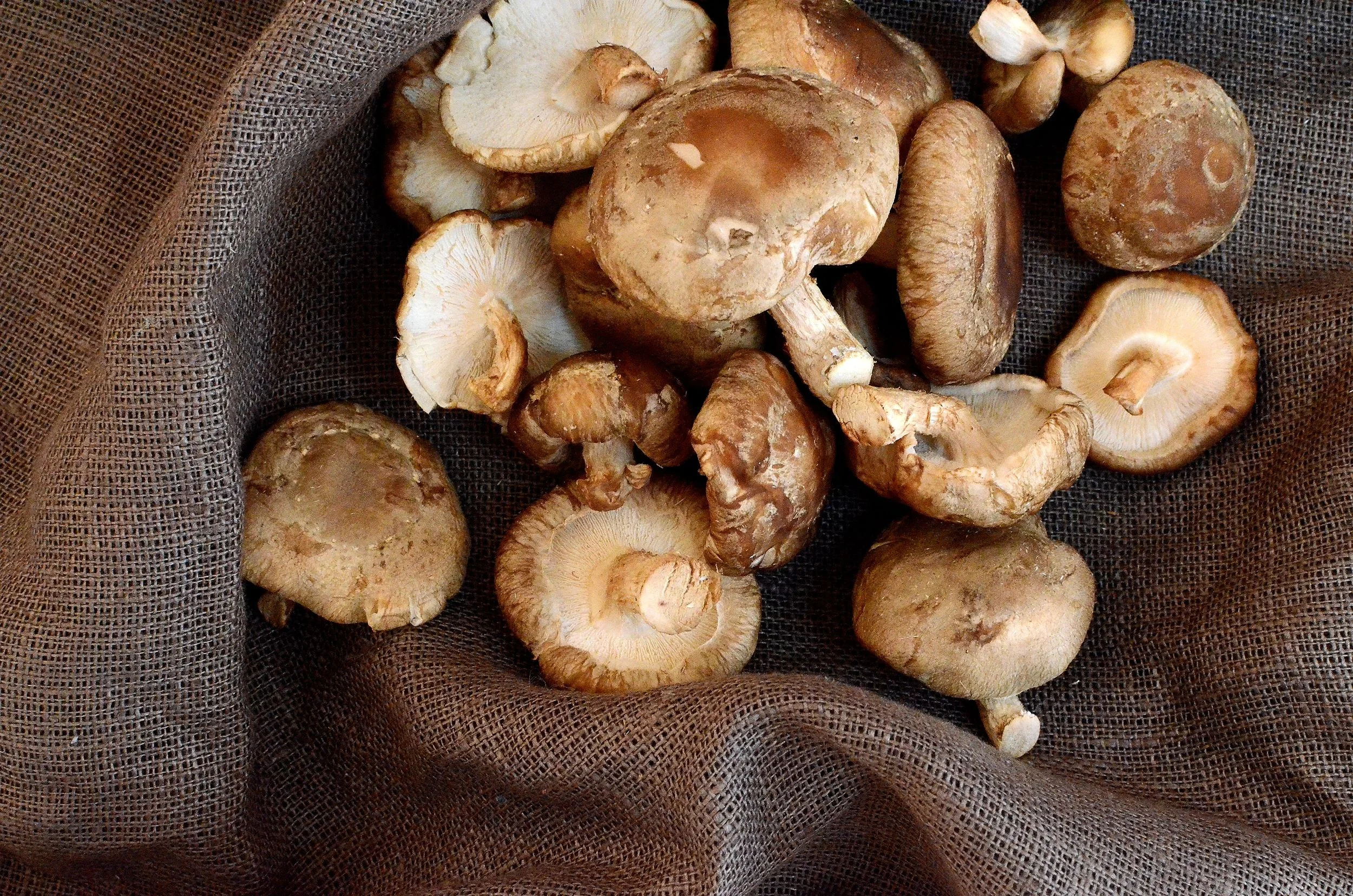 Šitake sēņu audzētava "Dulbeņi"