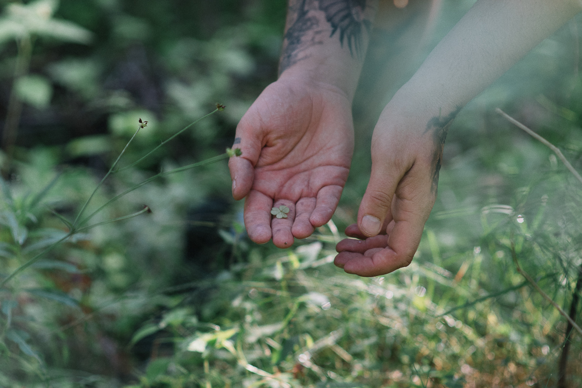 Egļu zari salasīti, laiks zaķskābenēm. Mazo lapiņu lasīšana ir kā meditācija – domas skaidrojas, prāts nomierinās. Daba dziedē.