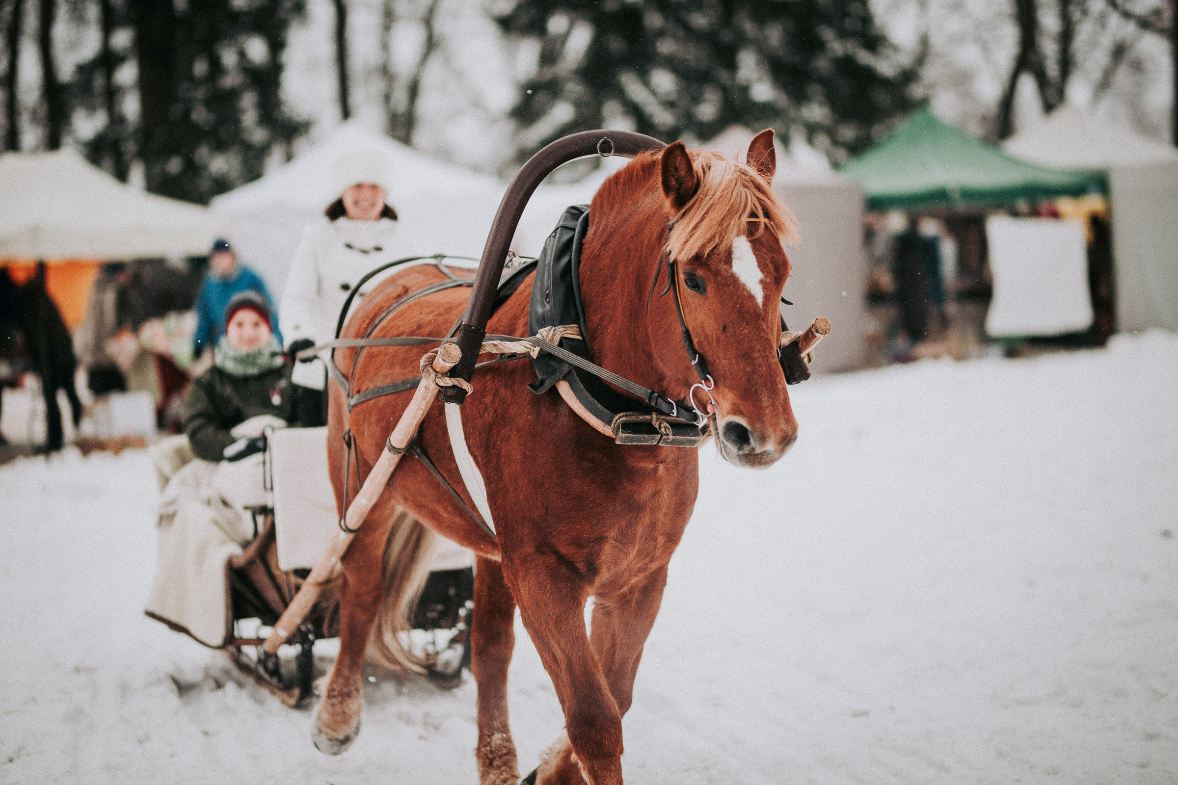 ziemas-saulgriezi-gardu-muti (144).jpg