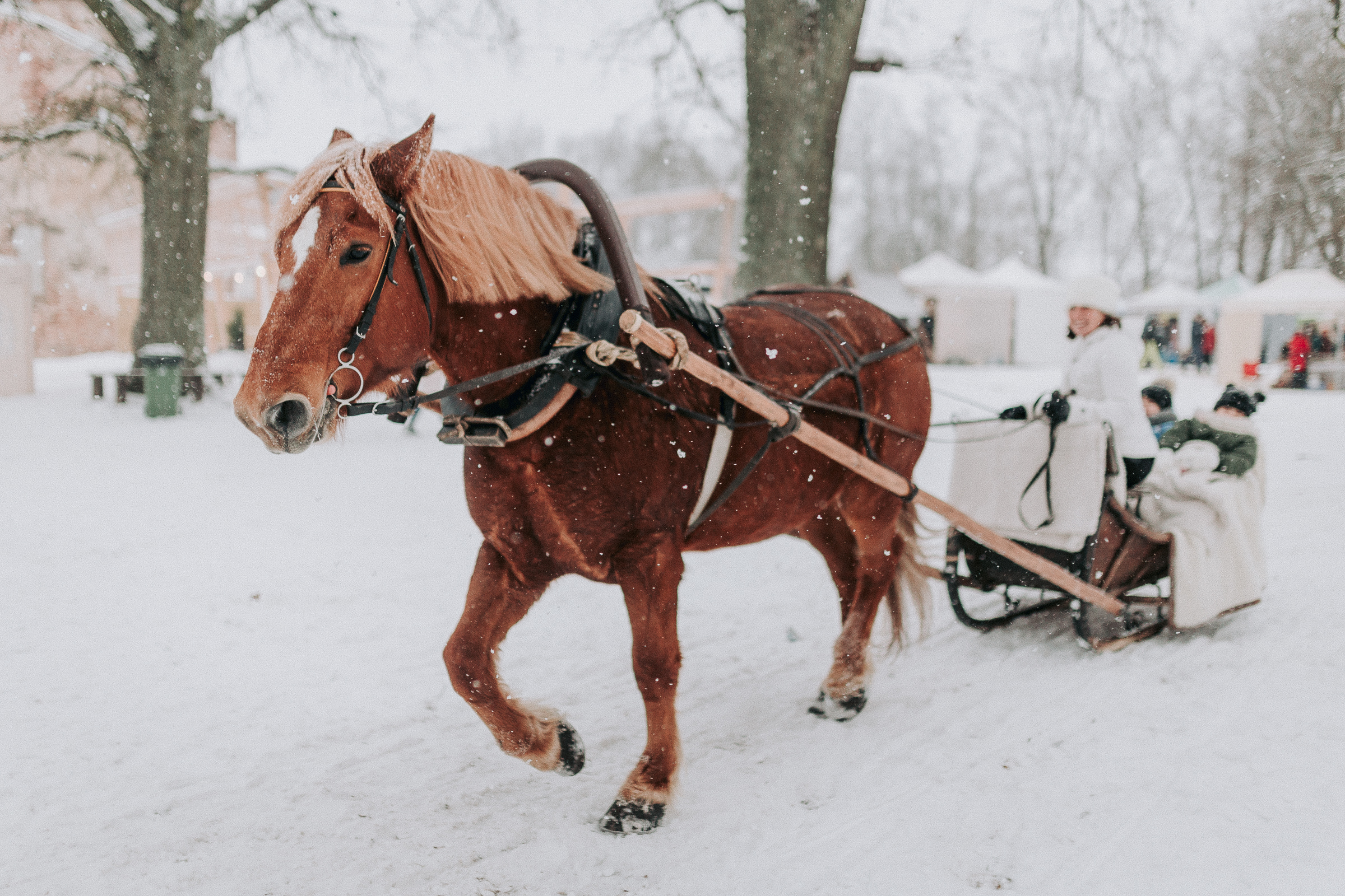 ziemas-saulgriezi-gardu-muti (227).jpg