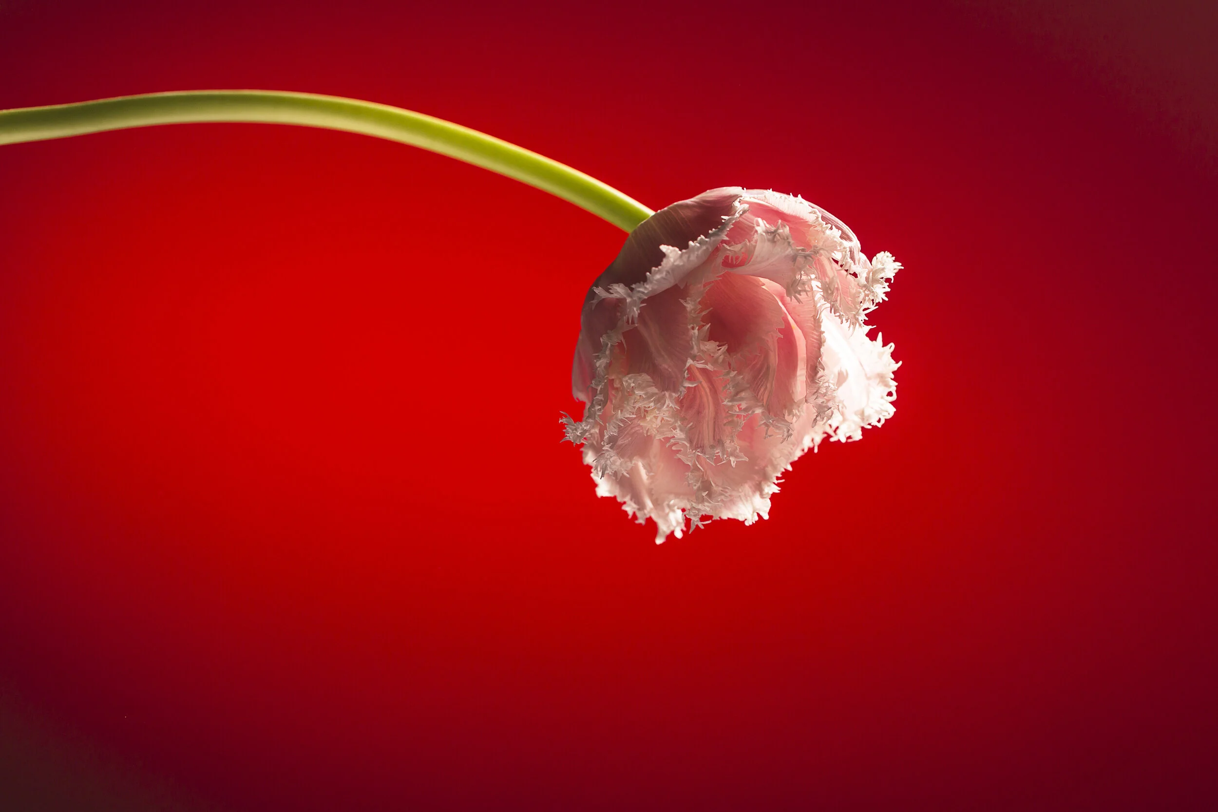 Blumenbilder-2017-1.jpg