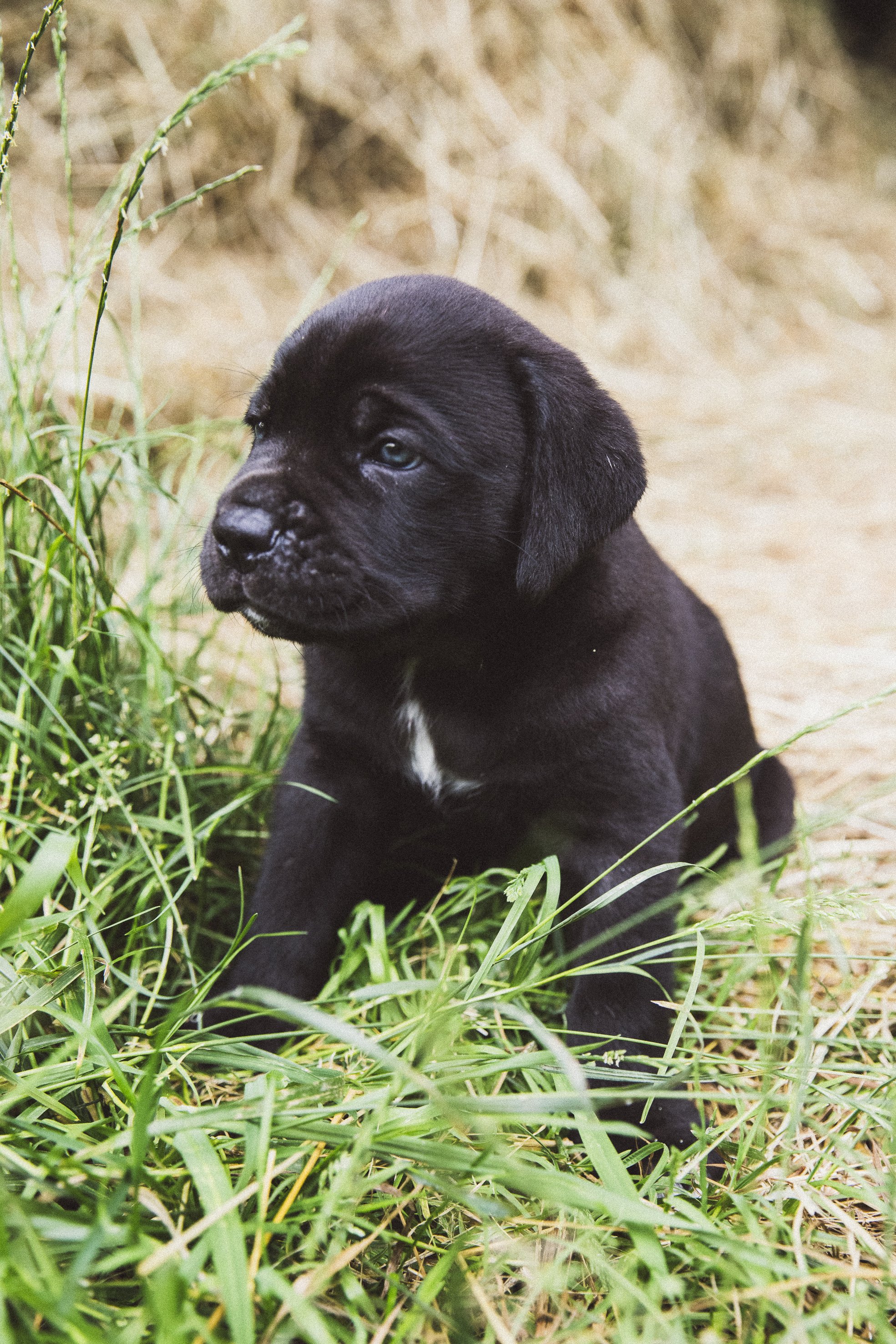 Hunde-30-6-24-25.jpg