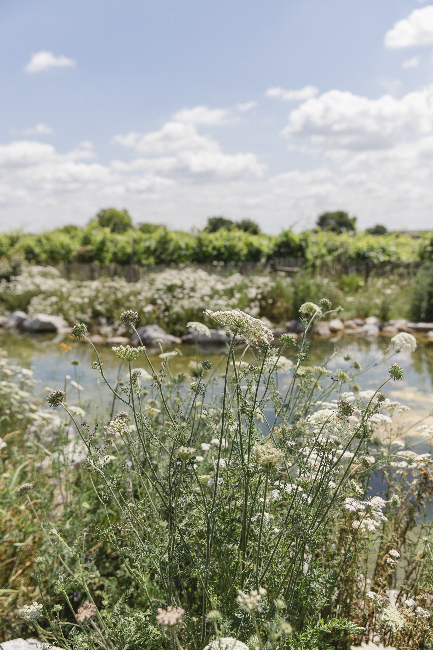 Obendrauf 06-2025 Franz.von.Gruen.www.watl.at-151.jpg