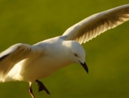 seagull.jpg
