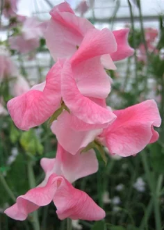 Angela Ann sweet pea from Owls Acre Seeds