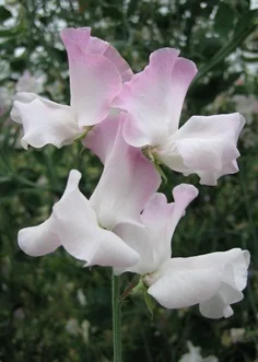 Anniversary sweet pea sold by Owls Acre Seeds