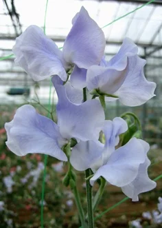 Bristol sweet pea sold by Owl's Acre Seeds
