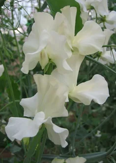 Cream Southbourne sweet pea sold by Owl's Acre Seeds