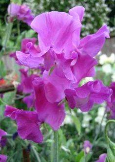 Eclipse sweet pea sold by Owl's Acre Seeds