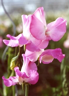 Gwendoline sweet pea sold by Owls Acre Seeds