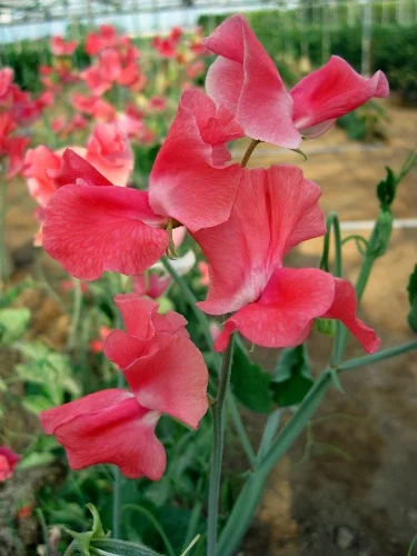 Happy Birthday sweet pea sold by Owls Acre Seeds