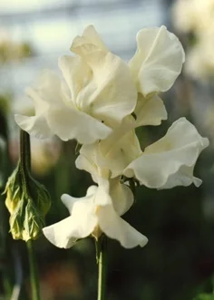 Jilly sweet pea sold by Owls Acre Seeds