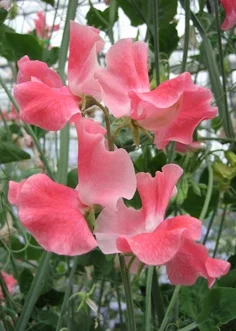Lizbeth sweet pea sold by Owl's Acre Seeds