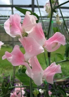 Nora Holman sweet pea sold by Owl's Acre Seed