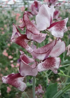 Olive D sweet pea sold by Owl's Acre Seed