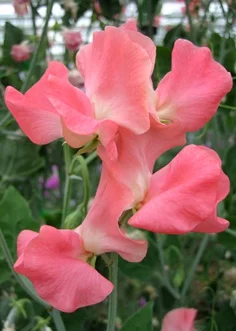 valerieharrod 2cm.jpg