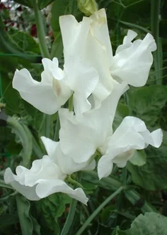 White Frills sweet pea sold by Owls Acre Seeds