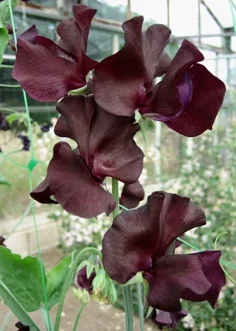 windsor 2cm.jpg