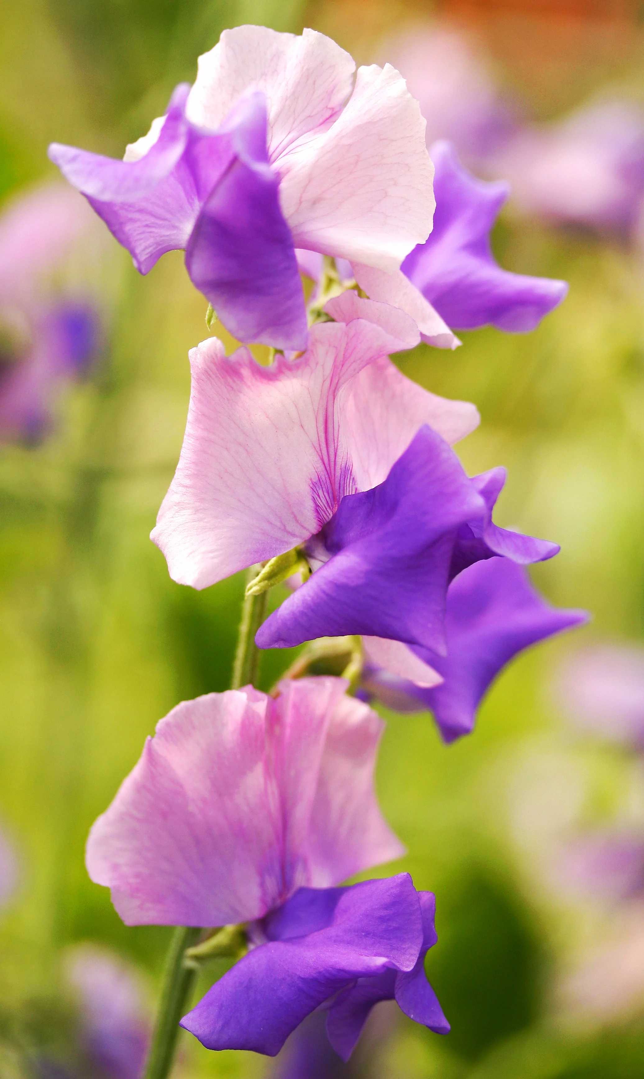Erewhon sweet pea sold by Owl's Acre Seeds