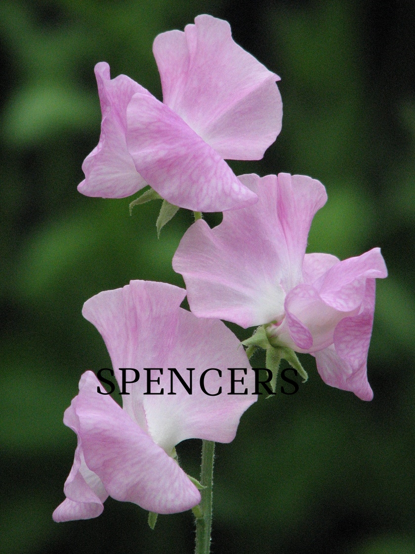 Annuals & Biennials Sweet Pea 30 seeds Spencer Anniversary 