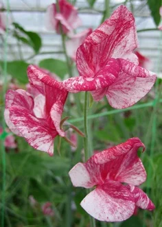 Owls Acre Seed Sweet Pea America