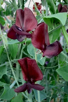 Owls Acre Sweet Pea Seed Black Knight