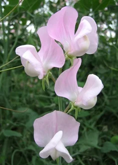 Owls Acre Sweet Pea Seed Janet Scott