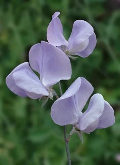 Owls Acre Sweet Pea Seed Lady Grisel Hamilton