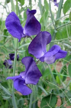 Owls Acre Sweet Pea Seed Lord Nelson
