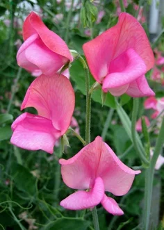 misswillmott2cm.jpg