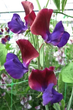purpleprince2cm.jpg