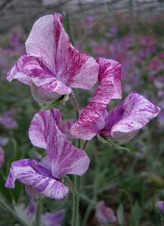 Owls Acre Sweet Pea Seed The Major