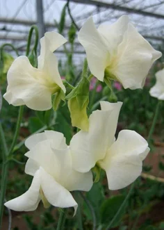 ws cream label.jpg