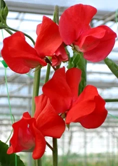 ws scarlet label.jpg