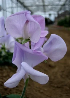 lavender label.jpg