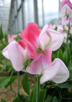 pinkbicolour label.jpg