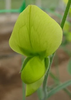chloranthus label.jpg