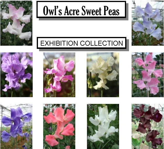 Owls Acre Seed Sweet Pea Collection Exhibition