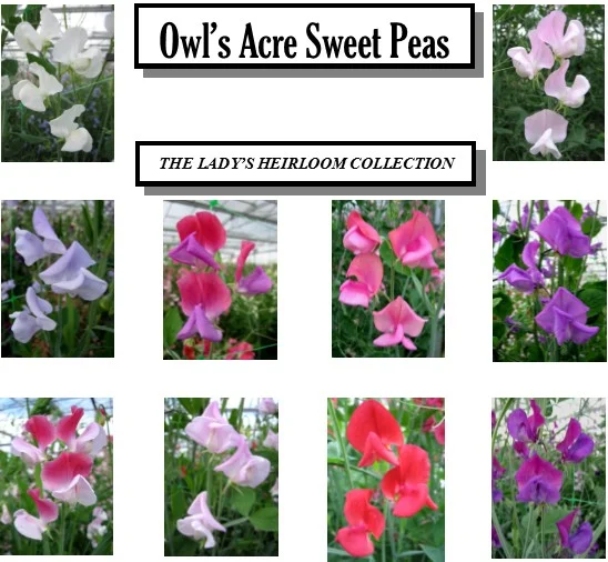Owls Acre Sweet Pea Seed Collection Lady's Heirloom