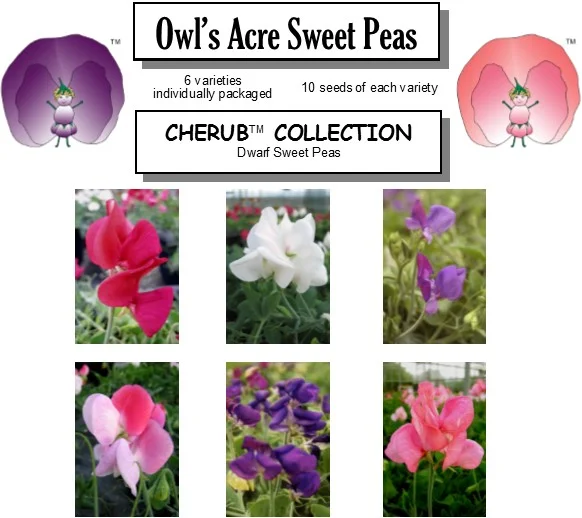 Cherub Collection.jpg