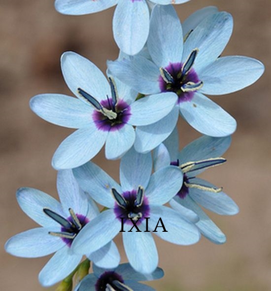 Ixia-viridiflora.jpg