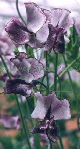Nimbus sweet pea sold by Owls Acre Seeds