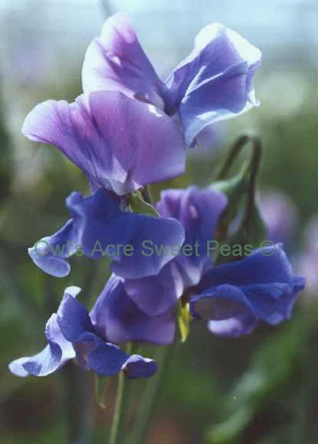 Noel Sutton sweet pea sold by Owls Acre Seeds